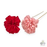 ��ǰ ������